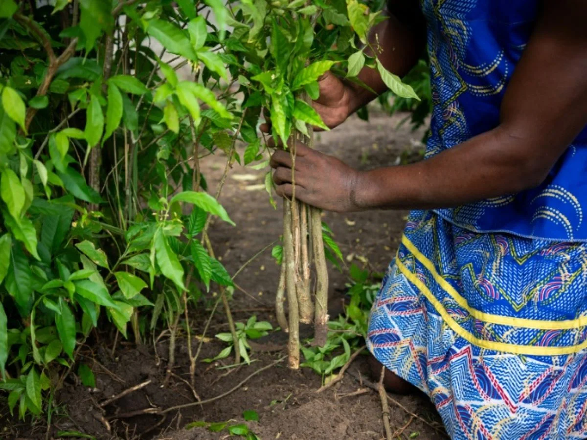 Le Mayay : catalyseur d’un nouveau modèle économique gabonais