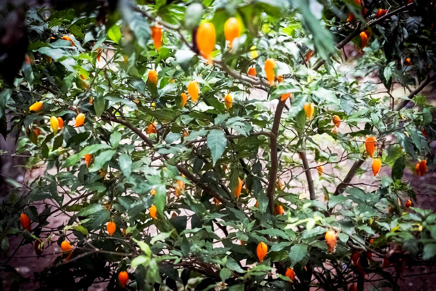 Piments orange vif sur buisson