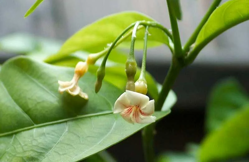 Fleurs délicates de Tabernanthe iboga
