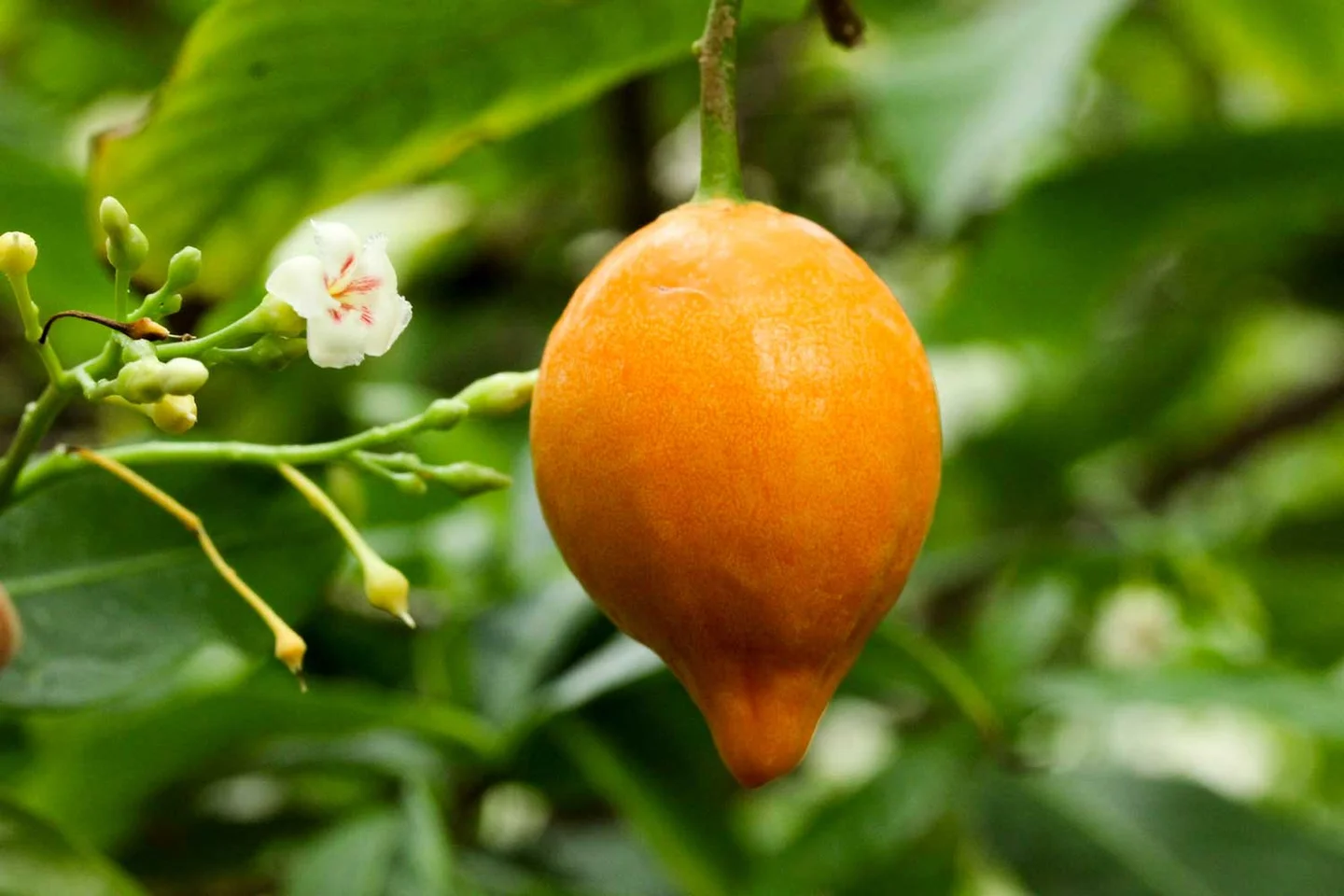 Fruit d'Iboga, fleurs blanches, plante